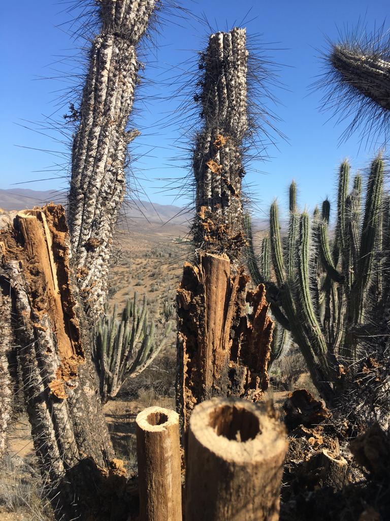 Palo de lluvia de cactus pequeño 15 cm Palo con efecto de sonido de lluvia  Comercio justo de Chile -  México